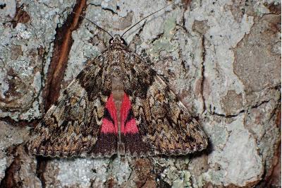 <i>Catocala promissa</i>