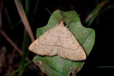 <i>Paracolax tristalis</i>
