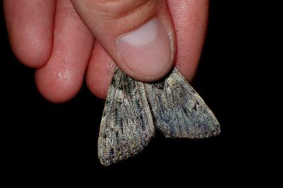 <i>Catocala promissa</i>