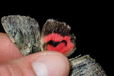 <i>Catocala promissa</i>