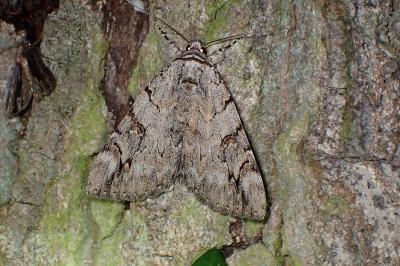 <i>Catocala electa</i>