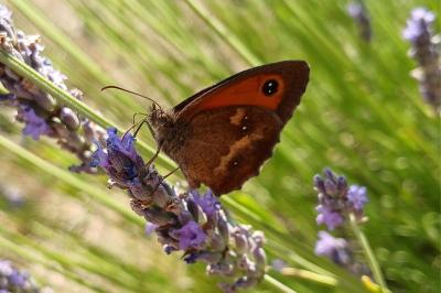<i>Pyronia tithonus</i>