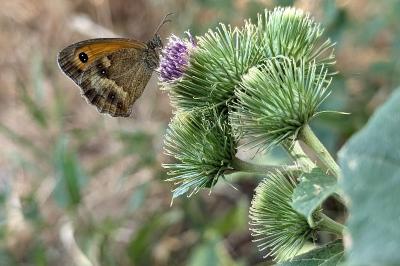 <i>Pyronia tithonus</i>