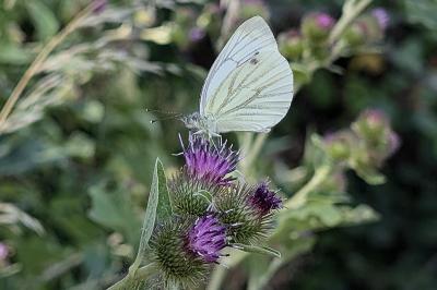 <i>Pieris napi</i>