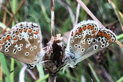 <i>Aricia agestis</i>