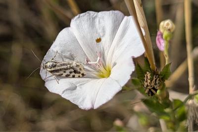 <i>Emmelia trabealis</i>