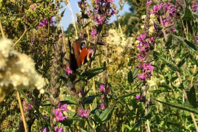 <i>Aglais io</i>