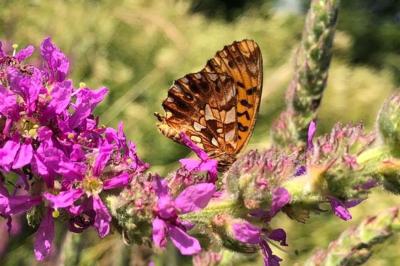 <i>Boloria dia</i>
