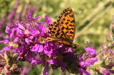 <i>Boloria dia</i>