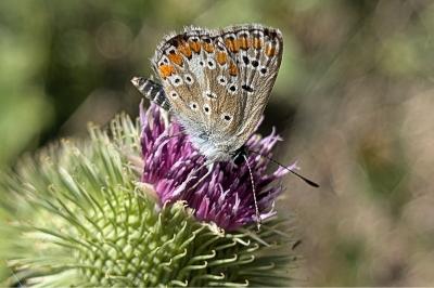 <i>Aricia agestis</i>