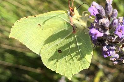 <i>Gonepteryx rhamni</i>