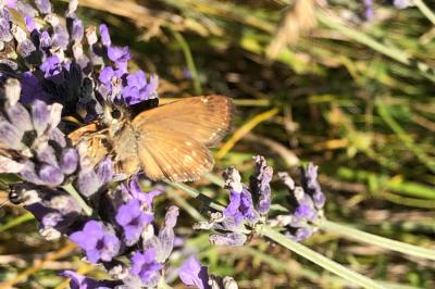 <i>Erynnis tages</i>