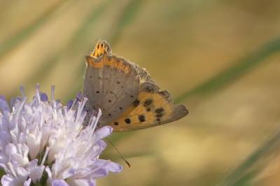 <i>Lycaena phlaeas</i>