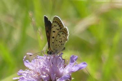 <i>Lycaena tityrus</i>