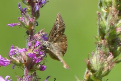 <i>Erynnis tages</i>