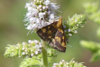 <i>Pyrausta purpuralis</i>