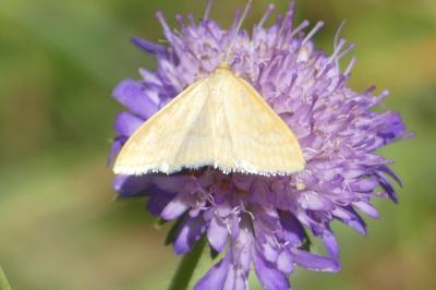 <i>Sitochroa verticalis</i>