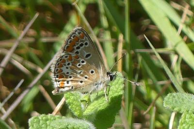 <i>Aricia agestis</i>