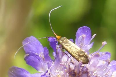 <i>Nemophora metallica</i>
