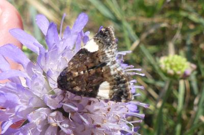 <i>Tyta luctuosa</i>