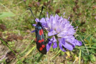 <i>Zygaena filipendulae</i>