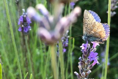 <i>Polyommatus icarus</i>