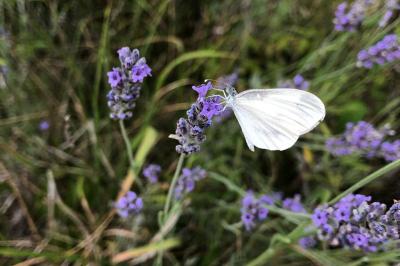 <i>Leptidea sinapis</i>