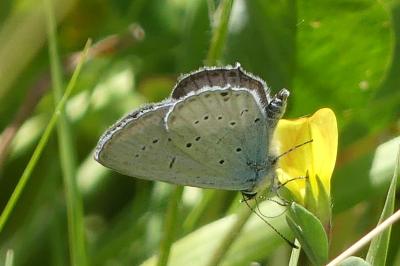 <i>Cupido alcetas</i>