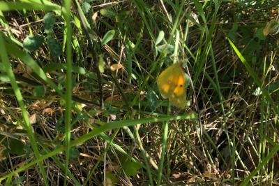 <i>Colias crocea</i>