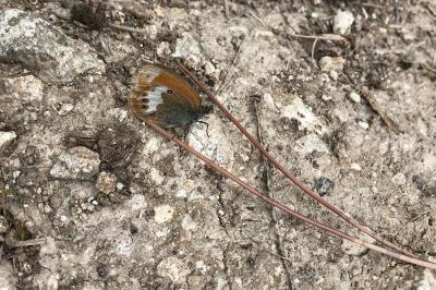 Coenonympha arcania