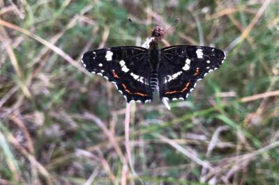 <i>Araschnia levana</i>