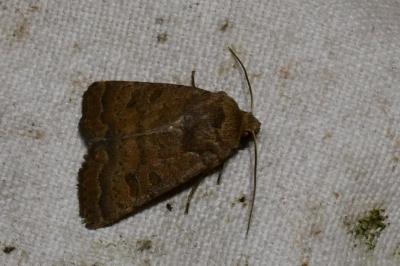 <i>Hoplodrina octogenaria</i>