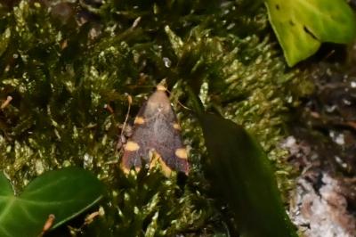 <i>Hypsopygia costalis</i>