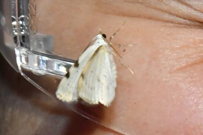 <i>Lomographa bimaculata</i>