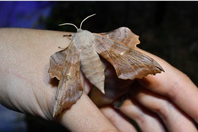 <i>Laothoe populi</i>
