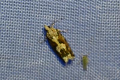 <i>Zeiraphera isertana</i>