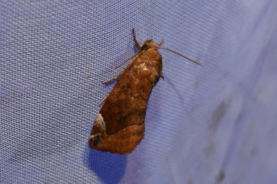 <i>Cosmia pyralina</i>
