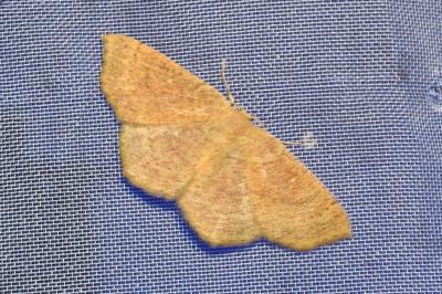 <i>Cyclophora ruficiliaria</i>