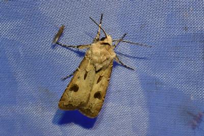 <i>Agrotis exclamationis</i>