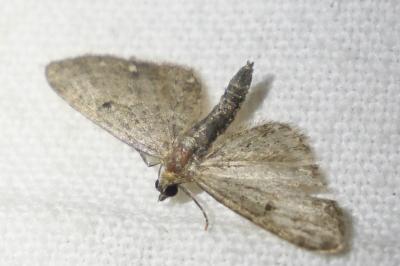 <i>Eupithecia</i>