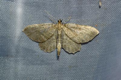 <i>Philereme vetulata</i>