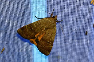 <i>Noctua comes</i>