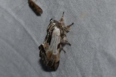 <i>Harpyia milhauseri</i>