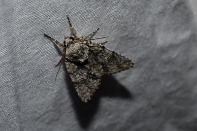 <i>Acronicta auricoma</i>