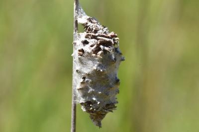 <i>Phalacropterix graslinella</i>