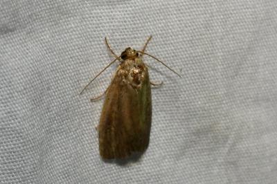 <i>Proxenus hospes</i>