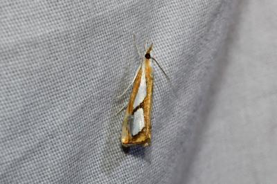 <i>Catoptria pinella</i>