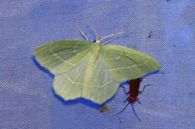 <i>Hemistola chrysoprasaria</i>