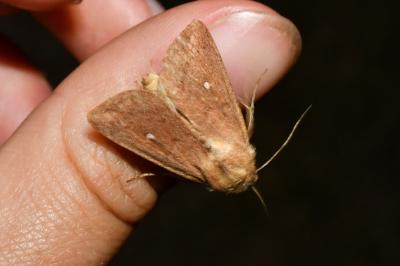 <i>Mythimna albipuncta</i>