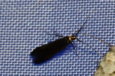 <i>Coleophora</i>